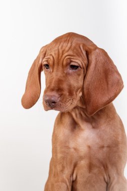  Köpek Macar Vizsla işaretçi