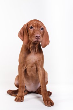  Köpek Macar Vizsla işaretçi