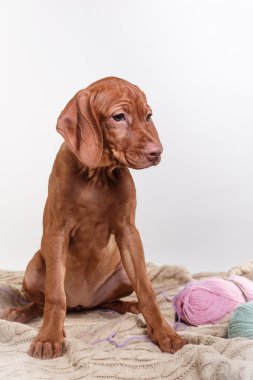  Köpek Macar Vizsla işaretçi