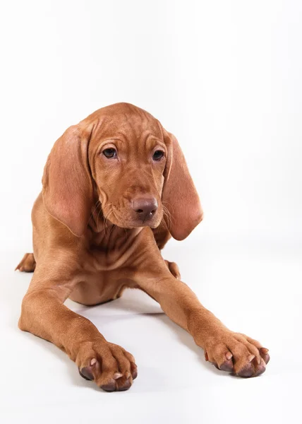 Hund ungerska hundvalp (sittande) pekaren — Stockfoto