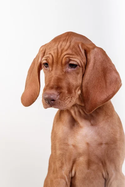 Perro húngaro Vizsla puntero — Foto de Stock