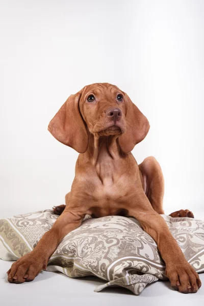 Köpek Macar Vizsla işaretçi — Stok fotoğraf
