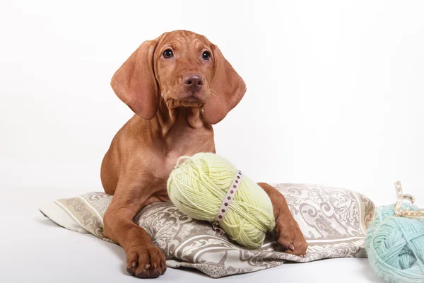 Hond Hongaarse Vizsla aanwijzer — Stockfoto