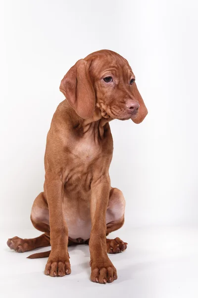 Hund ungarisch vizsla Zeiger — Stockfoto