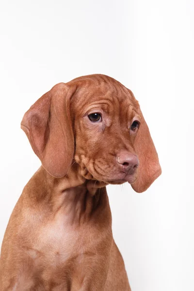 Perro húngaro Vizsla puntero — Foto de Stock