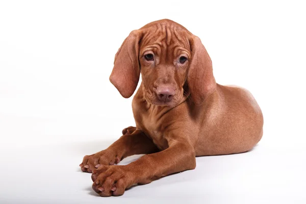 Köpek Macar Vizsla işaretçi — Stok fotoğraf