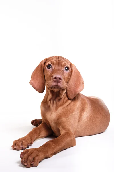 Hund ungerska hundvalp (sittande) pekaren — Stockfoto