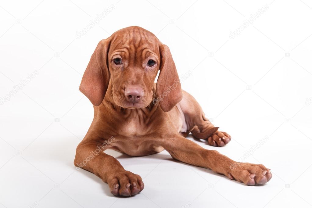  Dog Hungarian Vizsla pointer