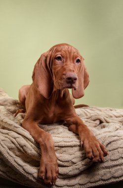  Köpek Macar Vizsla işaretçi