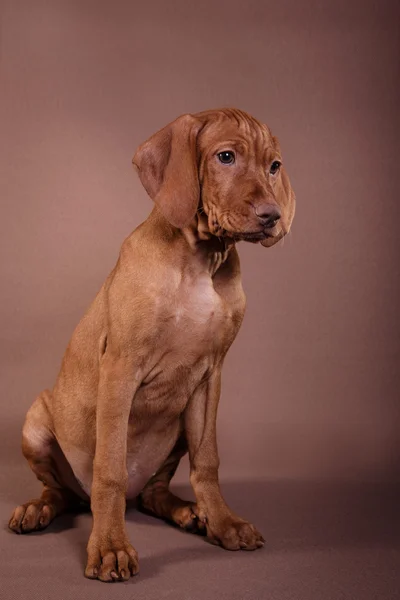 Cane puntatore ungherese Vizsla — Foto Stock