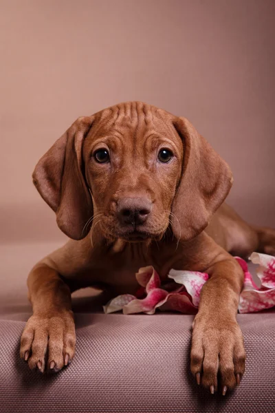 Hund ungerska hundvalp (sittande) pekaren — Stockfoto