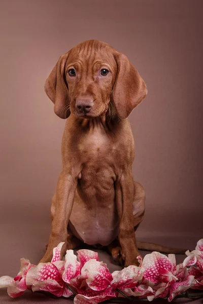 Hund ungarisch vizsla Zeiger — Stockfoto