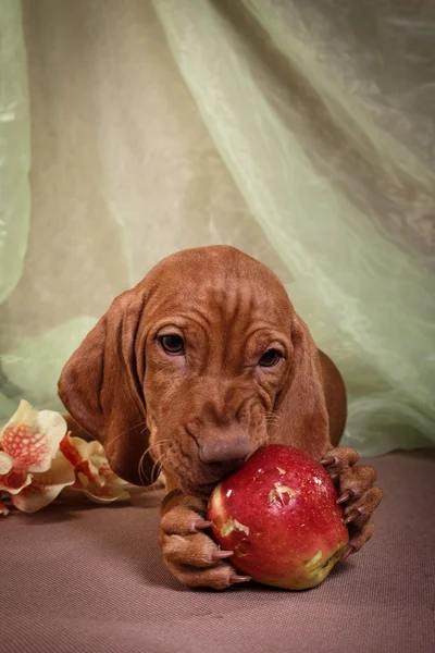 Köpek Macar Vizsla işaretçi — Stok fotoğraf