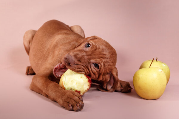  Dog Hungarian Vizsla pointer