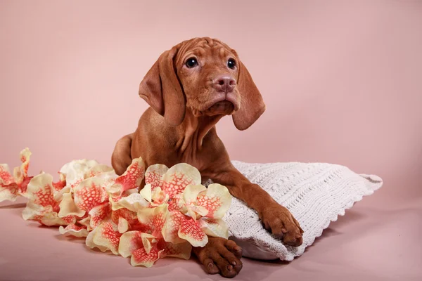 Cão húngaro vizsla ponteiro — Fotografia de Stock