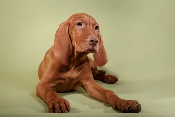 Cão húngaro vizsla ponteiro — Fotografia de Stock