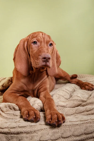 Hund ungarisch vizsla Zeiger — Stockfoto