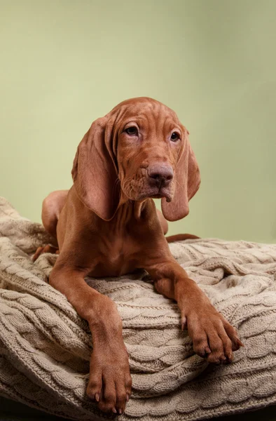 Dog Hungarian Vizsla pointer — Stock Photo, Image