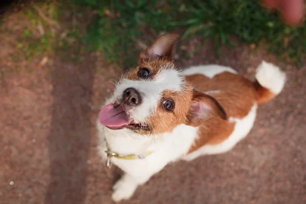 Perro jack russell terrier — Foto de Stock