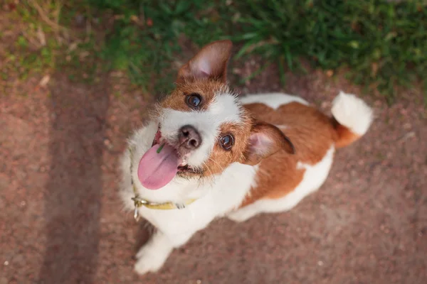 Chien jack russell terrier — Photo