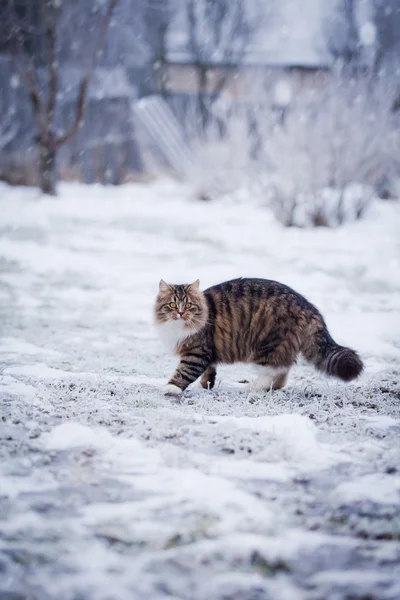 Striped fluffy cat on a winter walk — Stock Photo, Image