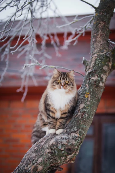 Striped fluffy cat on a winter walk — Stock Photo, Image