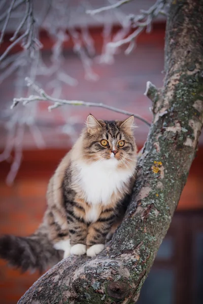 Striped fluffy cat on a winter walk — Stock Photo, Image