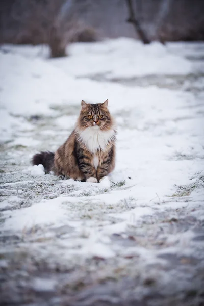 Ριγέ αφράτο γάτα επάνω έναs περπατώ χειμώνα — Φωτογραφία Αρχείου