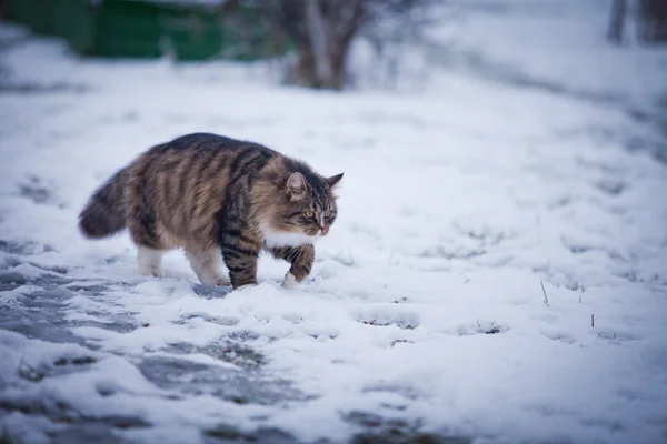 Striped fluffy cat on a winter walk — Stock Photo, Image