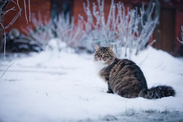 Striped fluffy cat on a winter walk — Stock Photo, Image