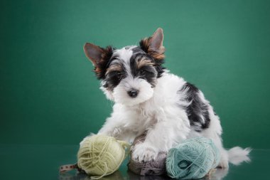 Biewer Yorkshire terrier köpek yavrusu