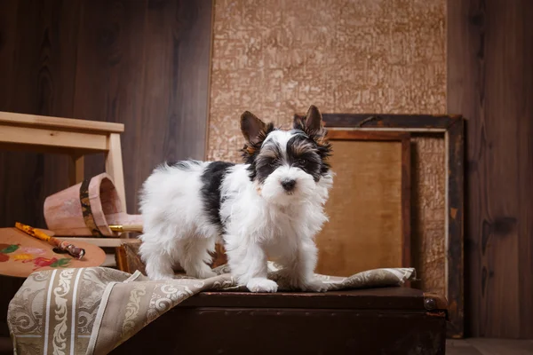 Biewer Yorkshire Terriër Puppy — Stockfoto