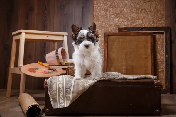 Biewer Yorkshire Terriër Puppy — Stockfoto