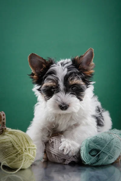 Biewer yorkshire terrier cachorrinho — Fotografia de Stock