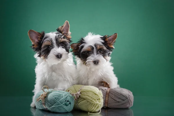 Biewer yorkshire terrier cachorrinho — Fotografia de Stock