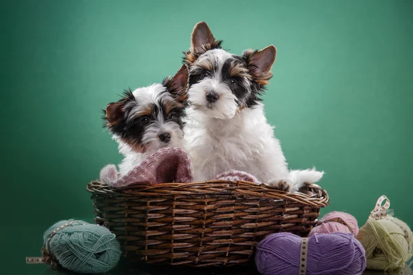 Biewer Yorkshire terrier Cucciolo — Foto Stock