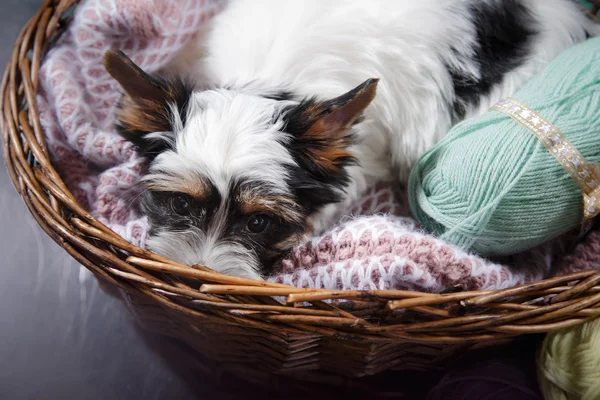 Biewer Yorkshire Terriër Puppy — Stockfoto