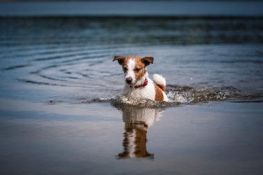 Suda oynayan Jack Russell Terrier köpek