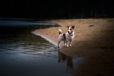 Suda oynayan Jack Russell Terrier köpek
