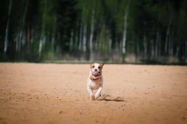 Suda oynayan Jack Russell Terrier köpek