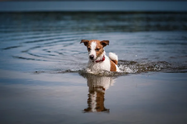 Suda oynayan Jack Russell Terrier köpek — Stok fotoğraf