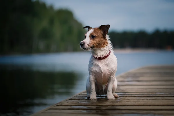 Jack Russell Terrier kutya játszik a vízben — Stock Fotó