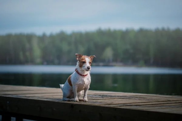 Jack Russell Terrier chien jouant dans l'eau — Photo