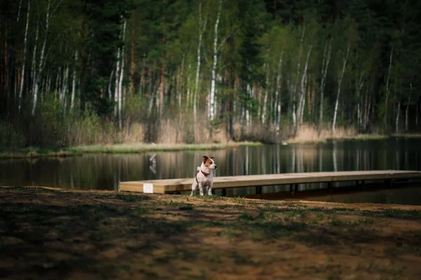 Jack Russell Terrier hund spelar i vatten — Stockfoto