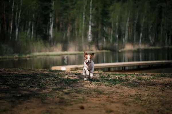 Jack Russell teriér pes hrát ve vodě — Stock fotografie