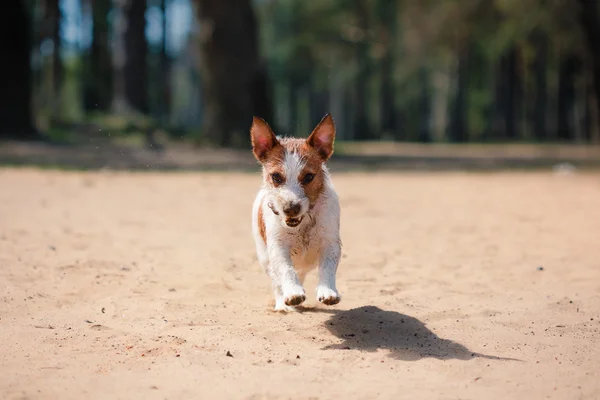 杰克罗素梗犬狗戏水 — 图库照片