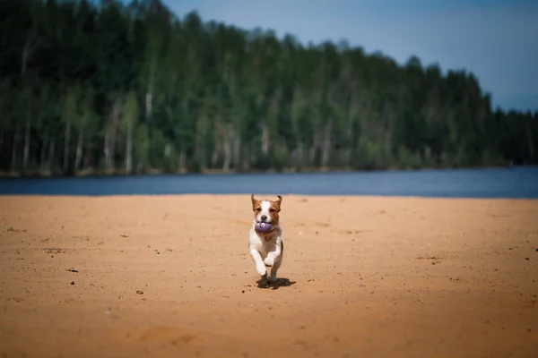 Jack Russell Terrier Hund spielt im Wasser — Stockfoto