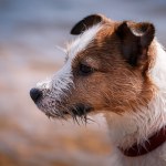 stock-photo-jack-russell-terrier-dog-playing