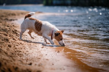 Suda oynayan Jack Russell Terrier köpek