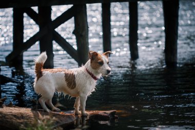 Suda oynayan Jack Russell Terrier köpek
